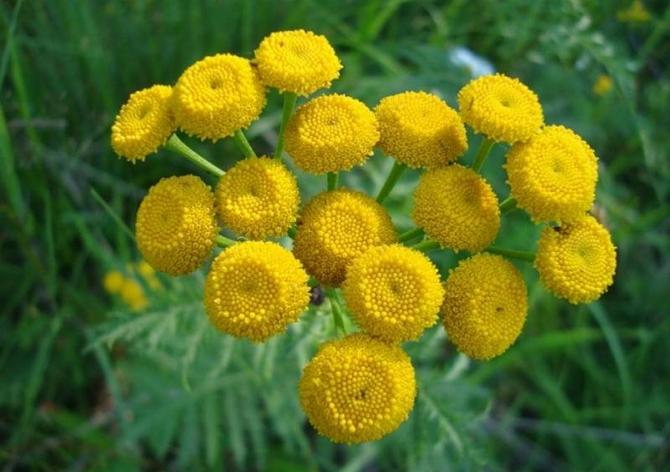 Insekter sitter knappast på solbränna, myggor och flugor flyger runt på grund av de eteriska oljorna i blommorna