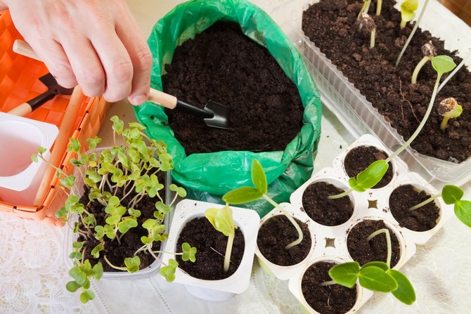 Plantplockning: vad är det och varför behövs det?