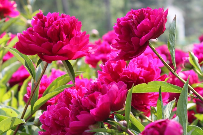 Menanam peonies. Cara menanam peonies di kebun dan di negara ini