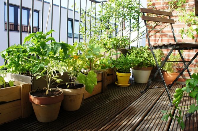 Cara membuat taman dalaman. Taman buah di apartmen