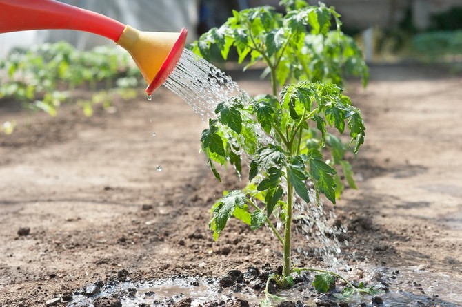 Menyiram tomato