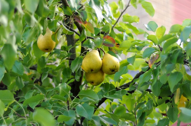 Hur man planterar ett päron korrekt. Plantera päron på våren