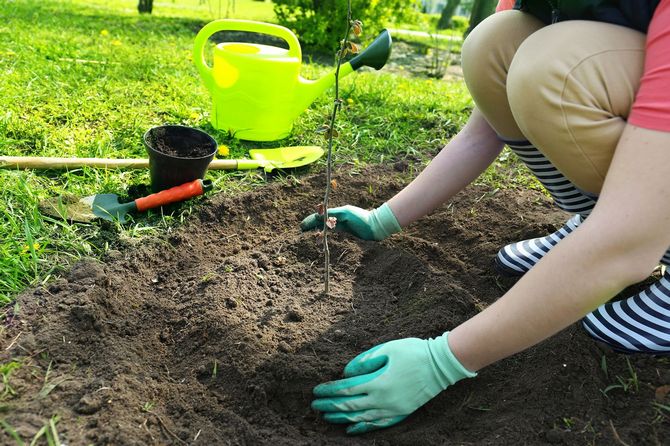 Plantering av fruktträd på en kulle