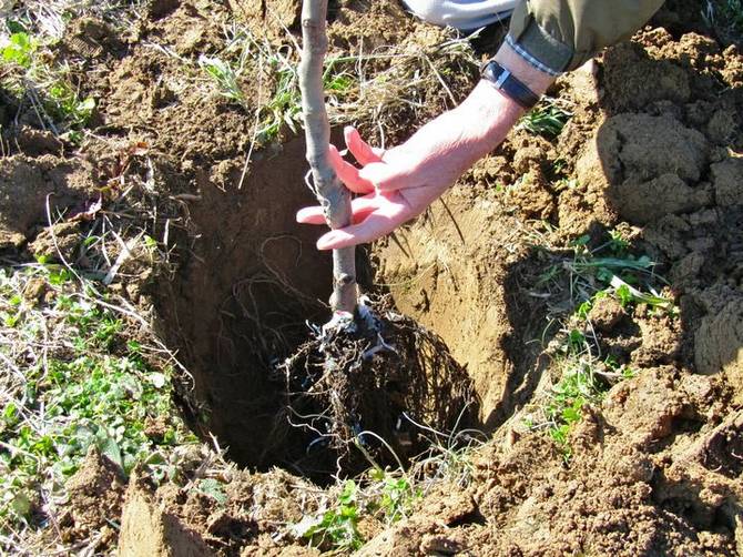 Plantering av fruktträd med spår