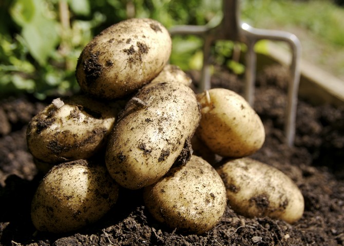 Förbereder potatis för plantering