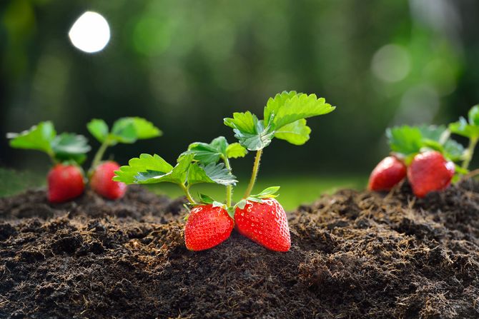 du kan transplantera jordgubbar plantor på våren och hösten