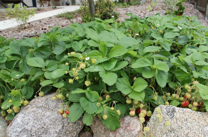 Matta plantering av jordgubbar