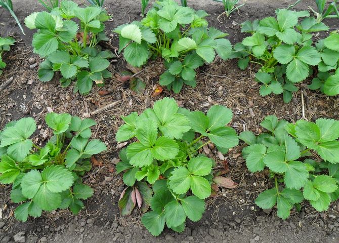 Menanam strawberi dalam barisan