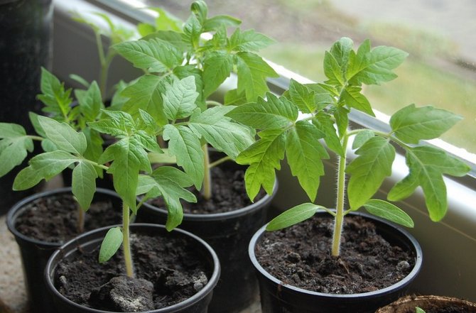 Menyiapkan biji tomato untuk menanam anak benih