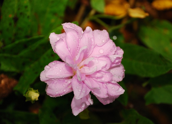 Terry calistegia. Sibiriska rosor. Växande och vård