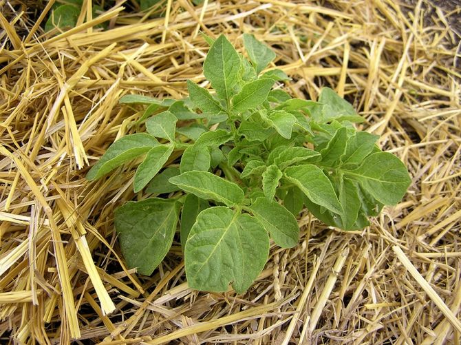 Halm skyddar potatis från olika sjukdomar och förhindrar ogräs tillväxt