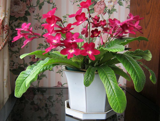 Streptocarpus behöver sprutas, men det ska vara grunt och utesluta närvaron av direkt solljus