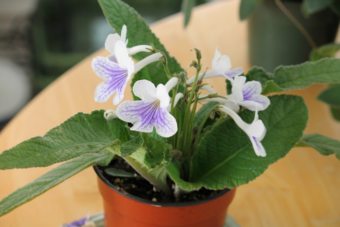 Streptocarpus. Penjagaan dan penanaman di rumah