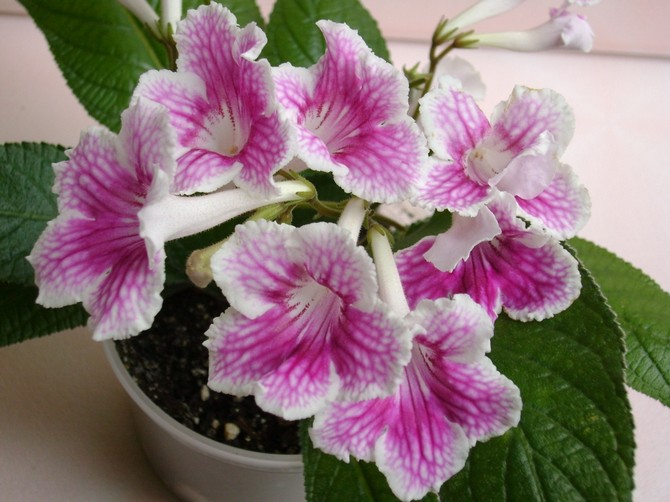 Streptocarpus: hemvård