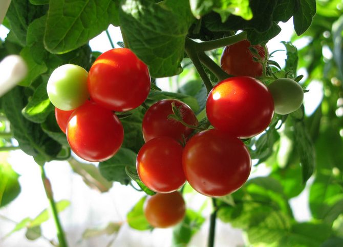 Ett intressant sätt att odla tomatplantor utan mark