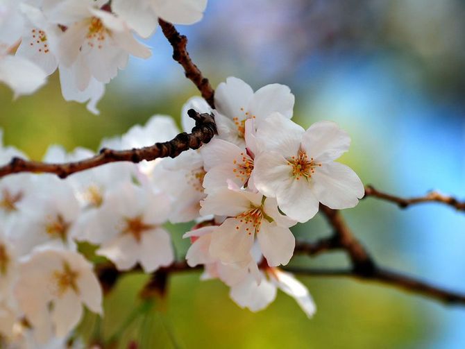 det är nödvändigt att spruta blommorna med sött vatten