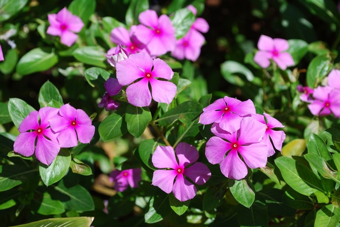 Växten blommar i mitten av maj