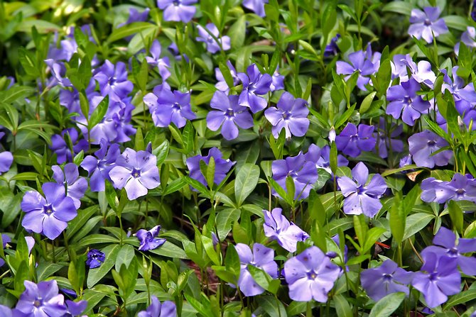 Periwinkle: plantering och vård av en blomma