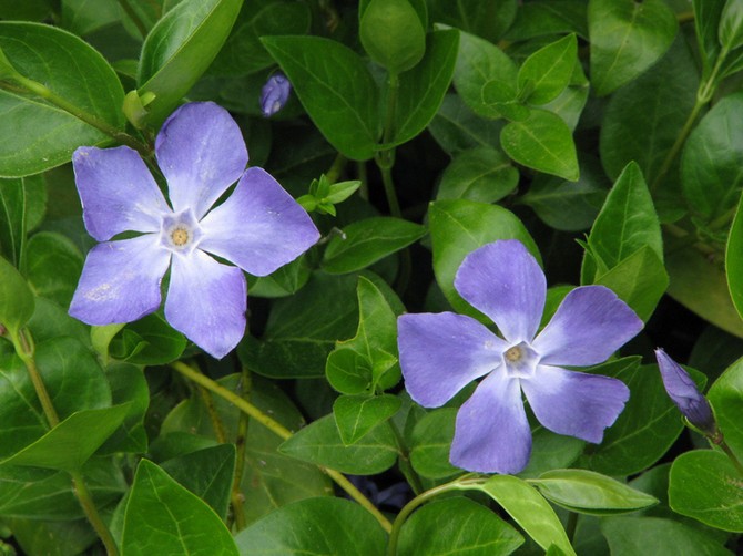 Periwinkle liten och stor