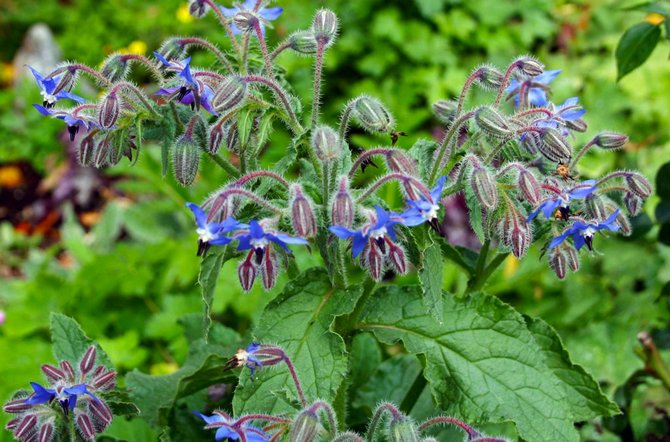 Borago adalah tanaman yang tidak biasa yang daunnya terasa dan berbau seperti timun segar.