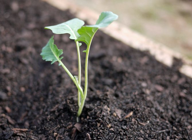 När unga växter släpper ut det femte och sjätte lövet kan broccoli överföras till öppen mark.