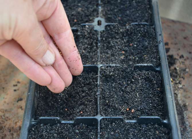 Växande broccoli plantor och plantering i öppen mark