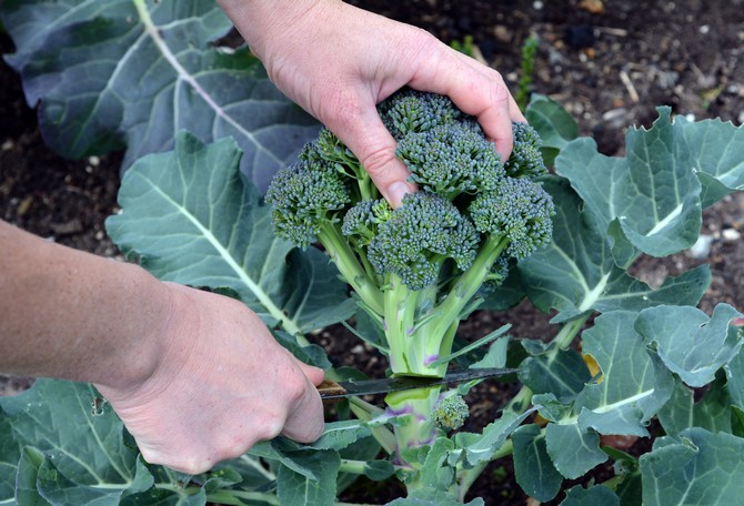 Skörd och lagring av broccoli