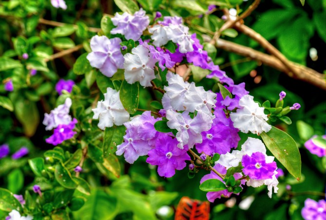 Brunfelsia. Penjagaan dan penanaman di rumah