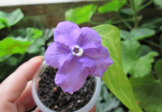 Pembiakan brunfelsia