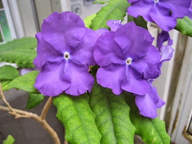 Tumbuh brunfelsia di rumah