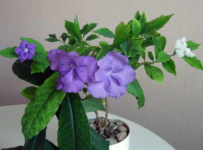 Penjagaan Brunfelsia