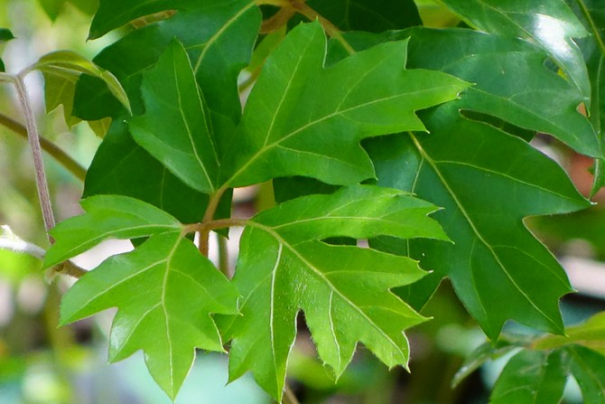 Cissus är en druva inomhus. Hemvård och odling. Plantering och avel