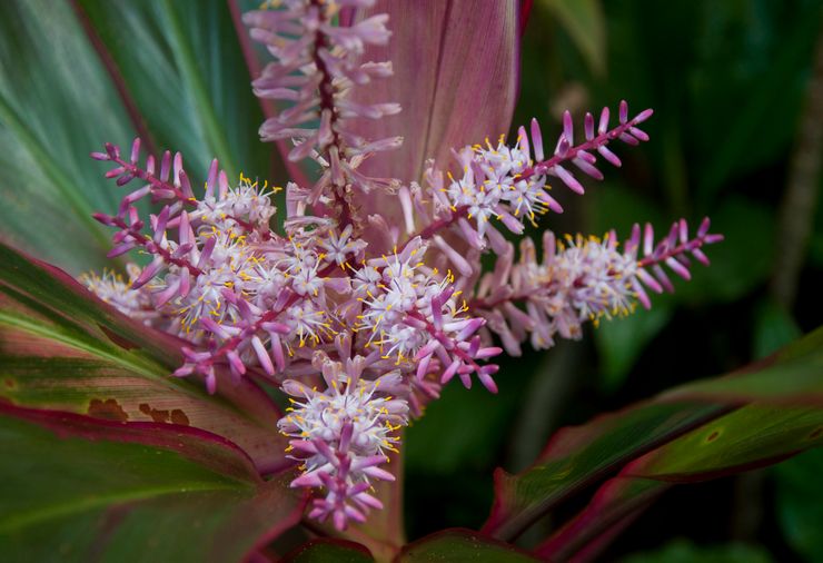 Blommande cordilina