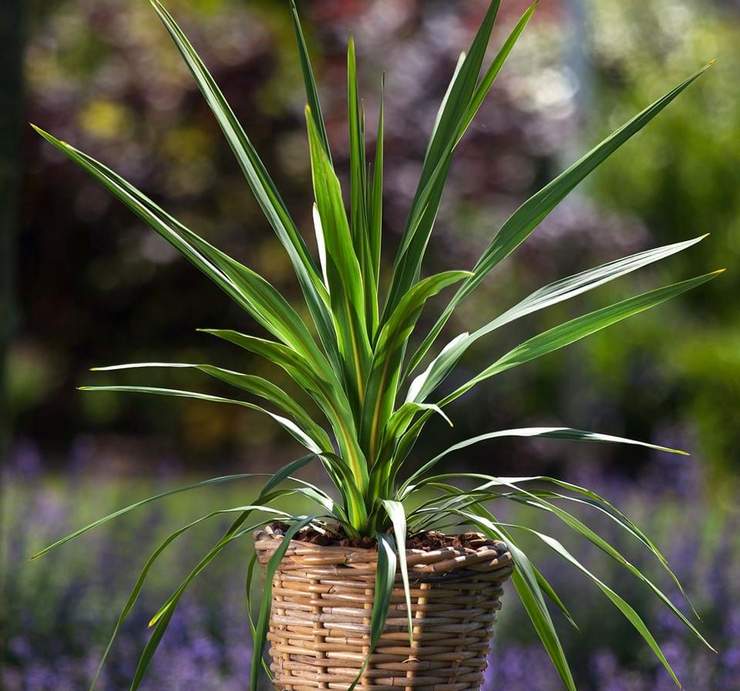 Hur man skiljer cordilina från dracaena