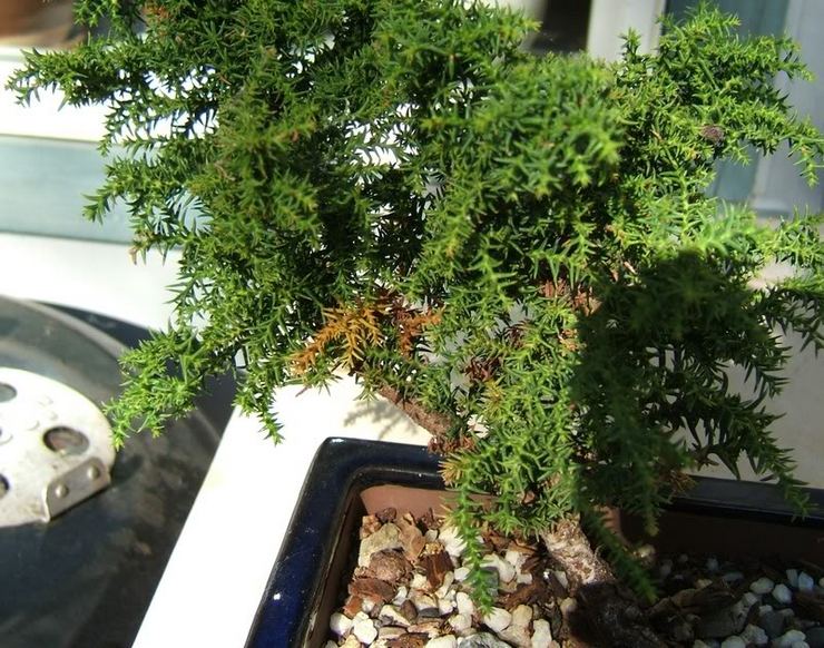 Penyakit dan perosak cryptomeria