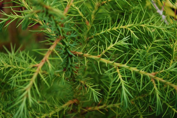 Cryptomeria elegans