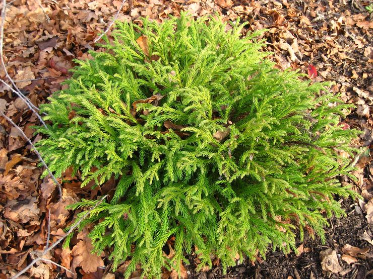 Cryptomeria Globosa Nana