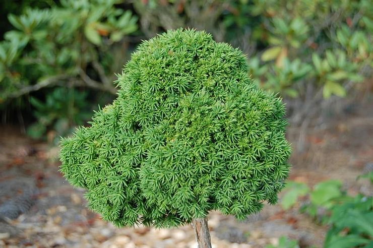 Cryptomeria dalam reka bentuk landskap