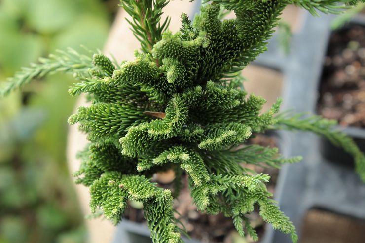 Beskrivning av cryptomeria