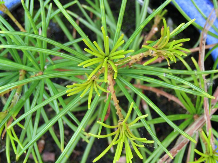 Penyiraman cryptomeria