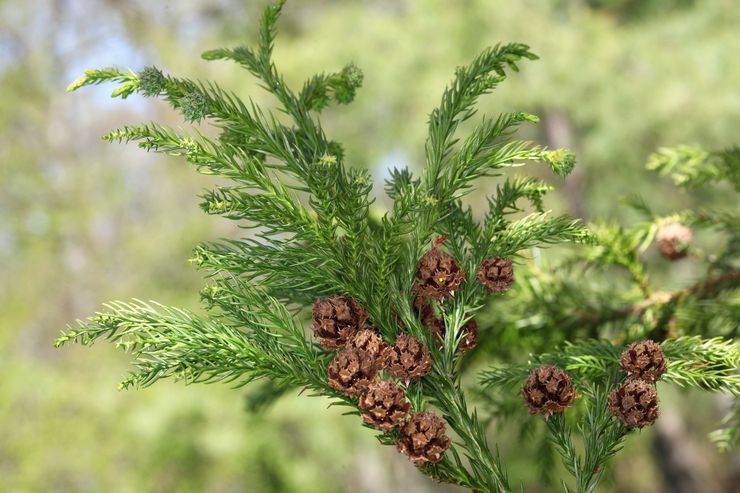 Tumbuhan Cryptomeria