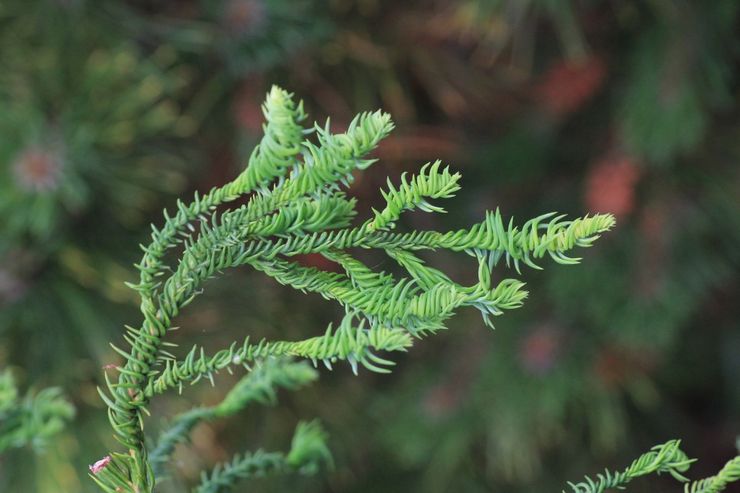 Memotong Cryptomeria