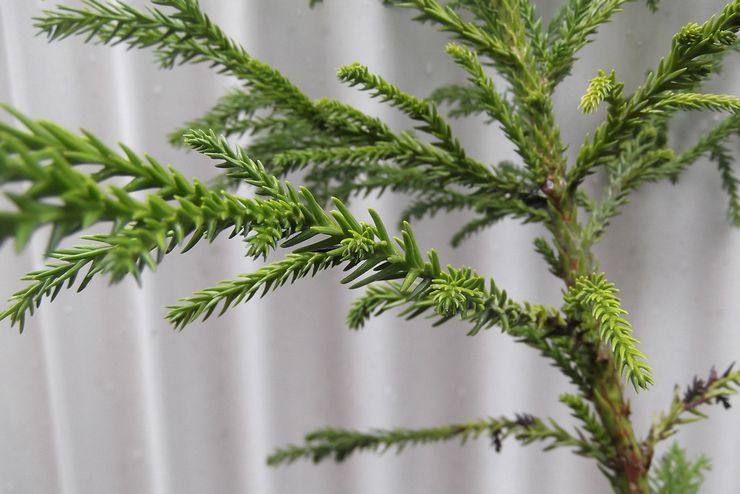 Cryptomeria