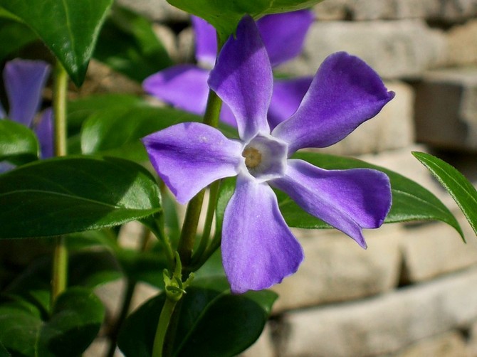 Periwinkle blomma. Plantera och lämna. Växande periwinkle