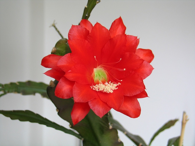 Epiphyllum: odling och vård hemma