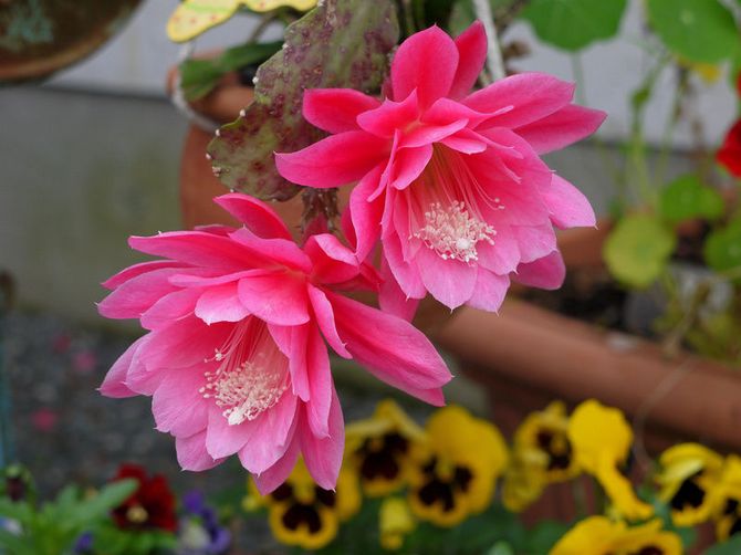 Epiphyllum. Hemvård och odling. Beskrivning, typer, foton på kaktus