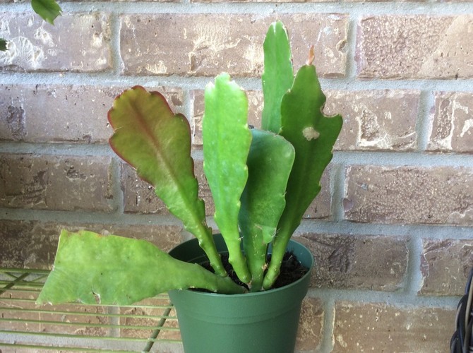 en blomkruka måste vara liten för en växt - det är nödvändigt för riklig blomning