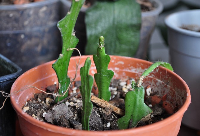 Epiphyllum cactus dapat dibiakkan dengan membahagikan belukar, keratan batang, dan juga biji