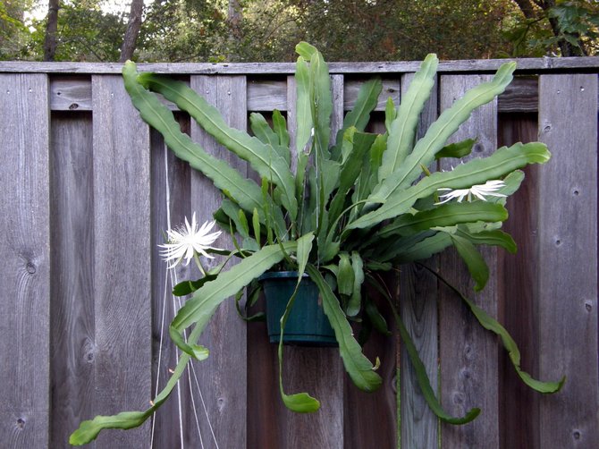 De viktigaste typerna av epiphyllum