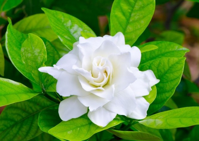 Gardenia. Hemvård och odling. Plantering och avel